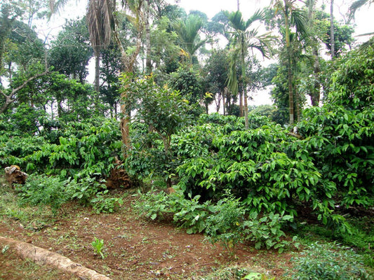 Coffee Timor Leste: Exploring the Unique Flavors of a Lesser-Known Coffee-Origin